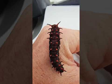 Turtle 🐢 #turtle #cheryzyx #loveturtle #lovenature #cuteturtle