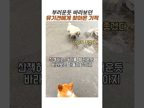 부러운듯 바라보는 유기견에게 찾아온 기적#감동동물#강아지구조#떠돌이개#웰시코기 thumbnail