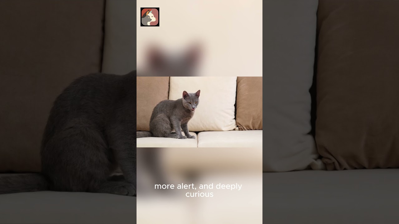 Why Cats Watch You From the Dark?