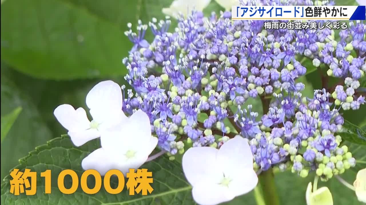 1000株のアジサイが見ごろ 400メートルのアジサイロード 梅雨の