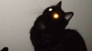 Halloween: Michael Meowers by Sho Ko 11,177 views 4 months ago 1 minute, 26 seconds