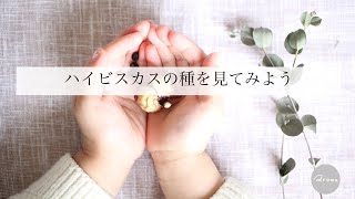 自家採種 ハイビスカスの種を見てみよう Youtube