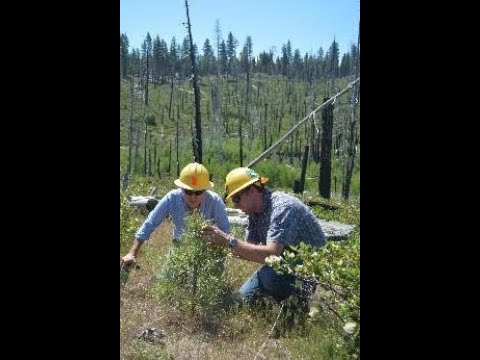 Predicting spatial patterns of conifer regeneration after severe wildfire: restoration implications