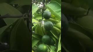 FALL MANDARINS POPPING UP