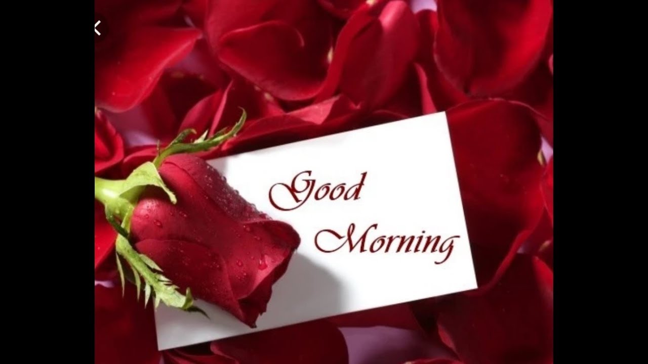 Featured image of post Good Morning Whatsapp Status Video Song Download : Most emotional goodbye ever on a talent show parleen gill is voted off with tears on indian idol.