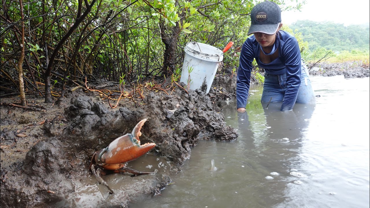 Catching Huge Mud Crabs in the Swamp During Heavy Rain – Wet and Wild Crab Hunt!