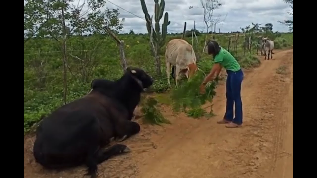 Leucena na Alimentação Animal