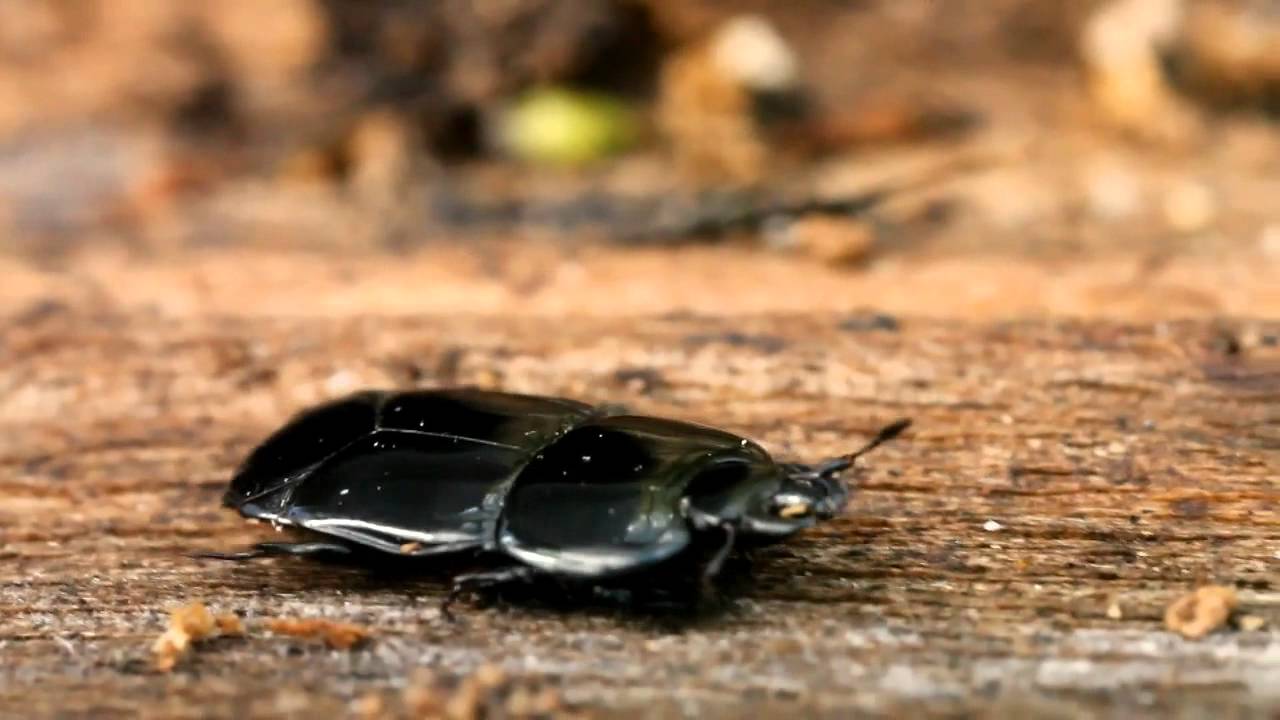 Flat clown beetle Hololepta plana