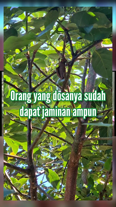 Semoga kita dapat syafa'at Rasululloh 🤲 #zainuddinmz #pepatah #renungan #motivasi