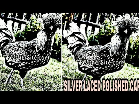 silver-laced-polish-cap-hen