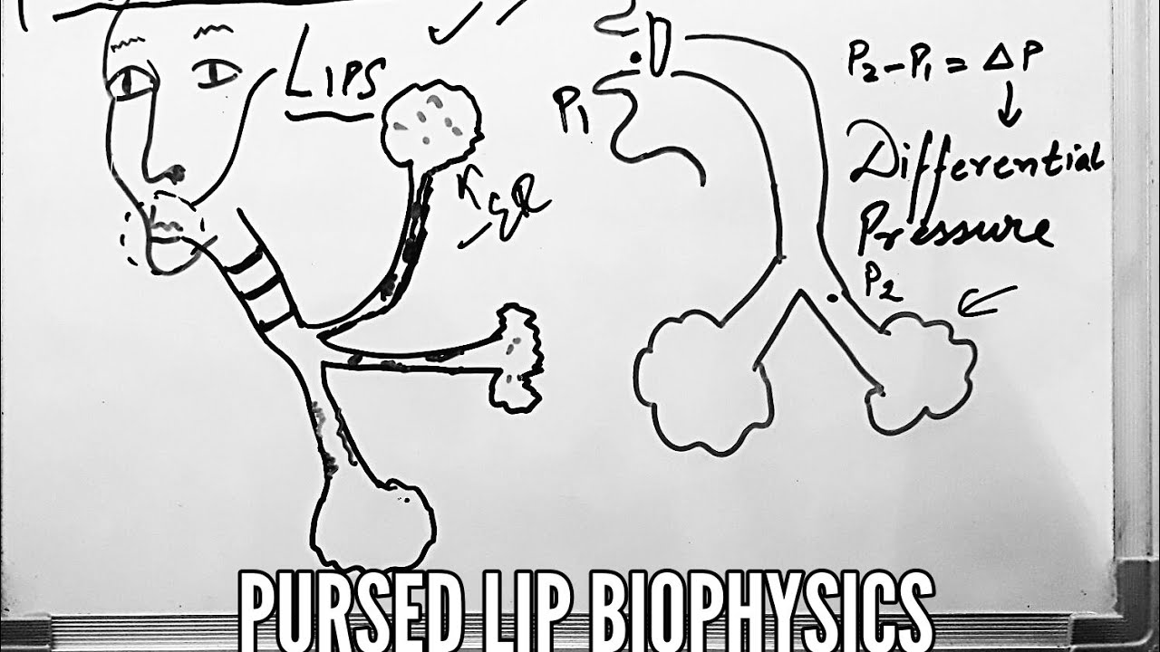 Respiratory Study Guide Chapter 11 - Review anatomy and physiology of the  respiratory system o Pages - Studocu