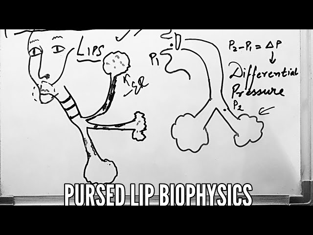 The effect of phonated breathing on oxygen uptake during and after  submaximal cycling | Annales Kinesiologiae