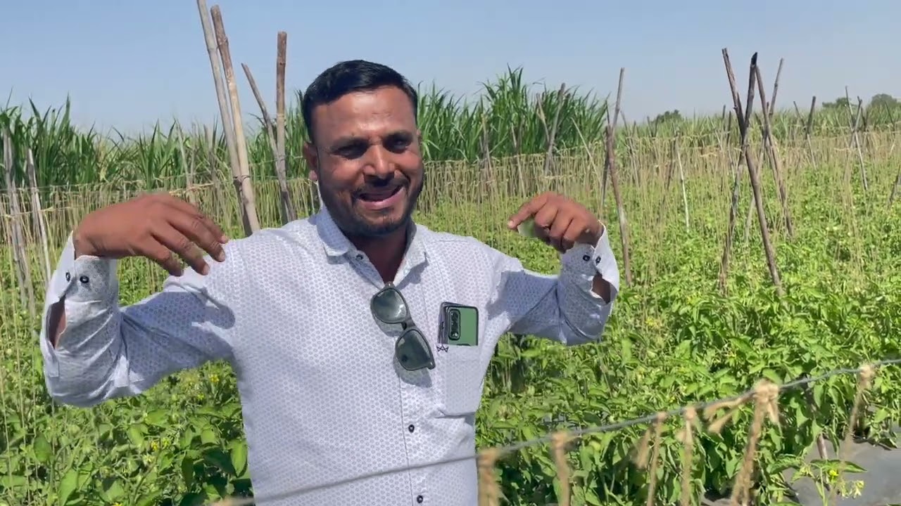 SCT वैदिक टोमॅटो🍅तज्ञ शेतकऱ्याकडून समजून घ्या SCT वैदिक चे मर्म👆पोषणावर केलेला खर्च वाया जातच नाही‼️