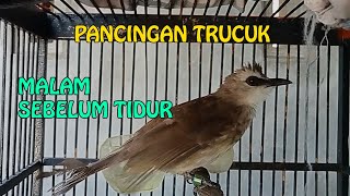 pANCINGAN TRUCUK SEBELUM TIDUR