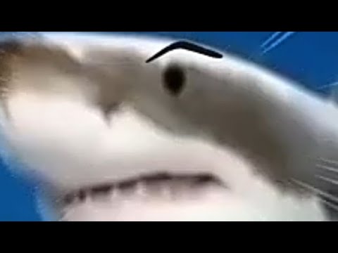 Create meme "shark , shark large, great white shark " - Pictures - Meme-arsenal.