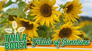 TWILA Boost -- Fields of Sunshine