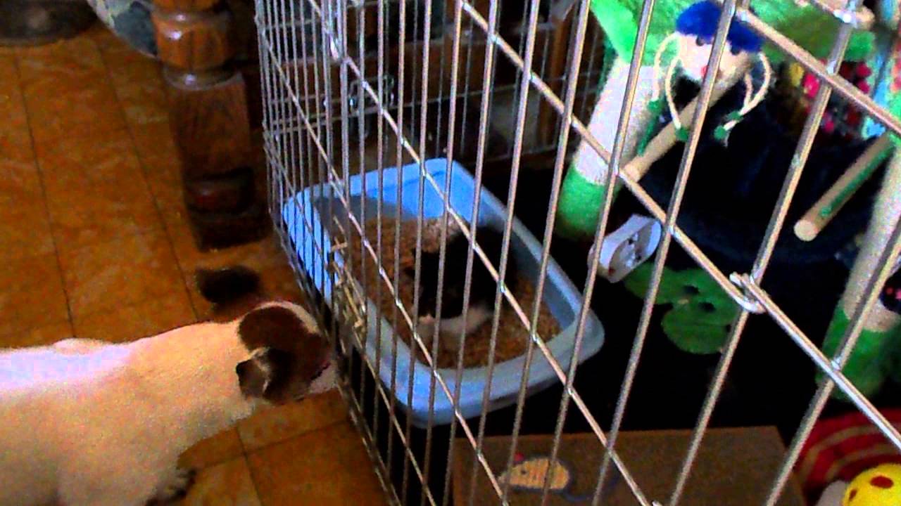 like a prayer new kitten day 4 having fun with my doggy mom (gipsy)