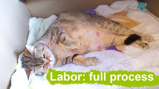 Cat gives birth - full video process