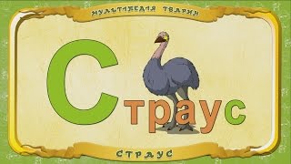 Мультіпедія Тварин. Літера С - Страус