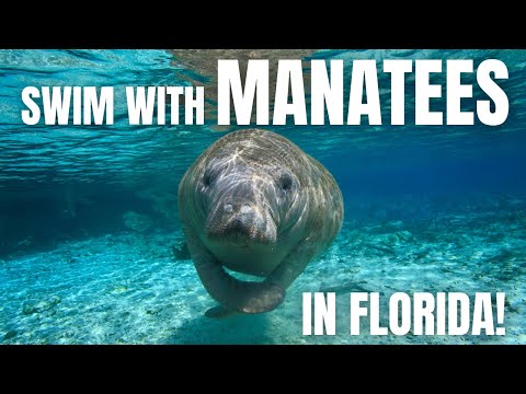 Ultimate Guide to Snorkeling With Manatees in Crystal River, Florida 💙