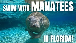 Ultimate Guide to Snorkeling With Manatees in Crystal River, Florida 💙
