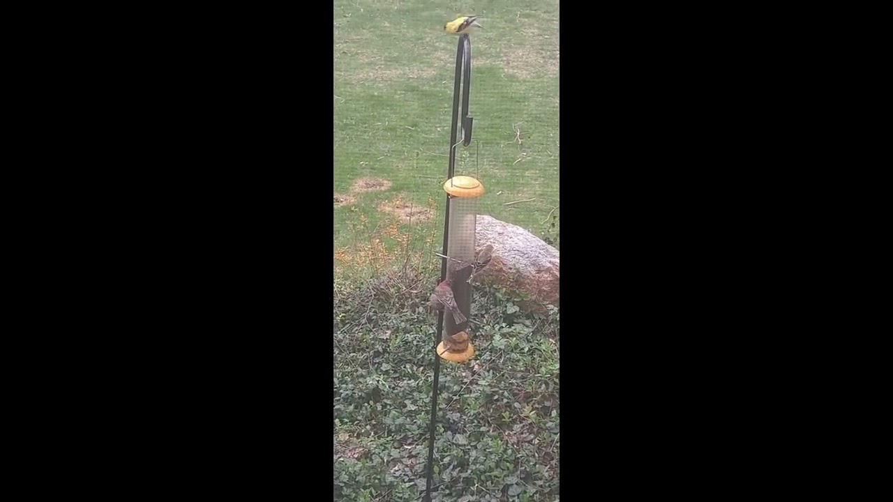 Kingsyard Metal Finch Feeder - Review