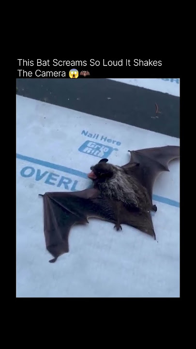 Bat Screams Can Even Shake The Camera 📸 🦇#bat #ultrasound #sonar #ultrasonic #shorts #viral #science