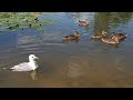 Наша чайка Чуи купается на озере с уточками