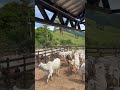 Dia De fazer diagnóstico na vacada