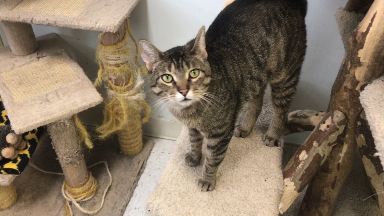 CAT ADOPTION CENTER COLUMBUS OHIO RESCUE CATS YouTube CAT ADOPTION CENTER COLUMBUS OHIO RESCUE CATS YouTube