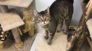 CAT ADOPTION CENTER | COLUMBUS, OHIO | RESCUE CATS