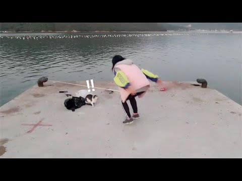 거제도 꿀잼 낚시 방해하는 고양이 참교육하겠습니다. fishing <strong>aing2</strong> [여자 낚시꾼 아잉2]