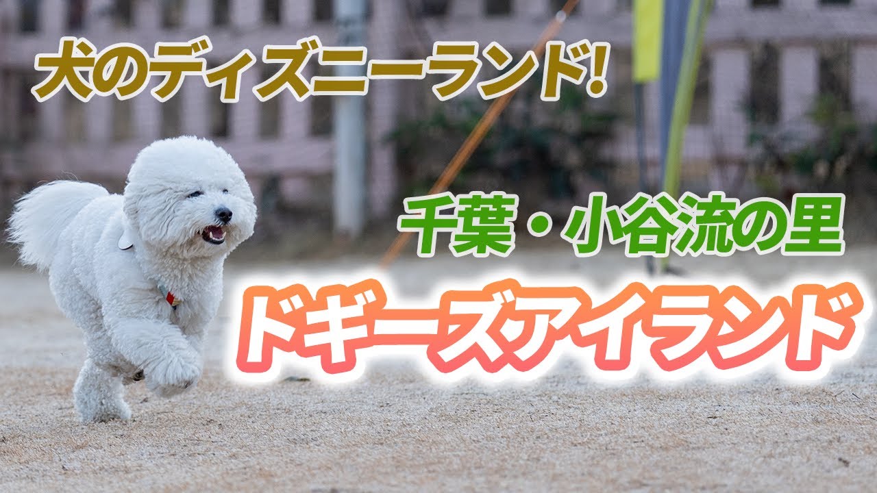 【宿泊旅行】ドギーズアイランドに行ってきたよ！【ビションフリーゼ】