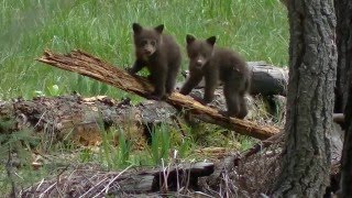 Black Bears of Sequoia and Kings Canyon