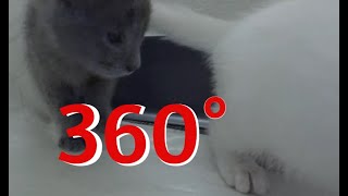 360 Cute Kittens