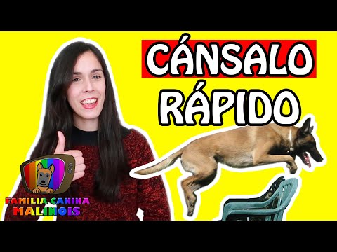 CÓMO CANSAR a tu PERRO en CASA (RÁPIDO y EFECTIVO) | Adiestramiento Canino