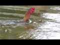 Cock swimming to increase stamina and preparing indian games