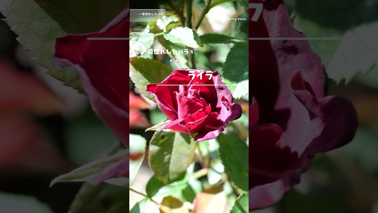 Lyra: 12 Rose Varieties I Fell in Love With at First Sight (June