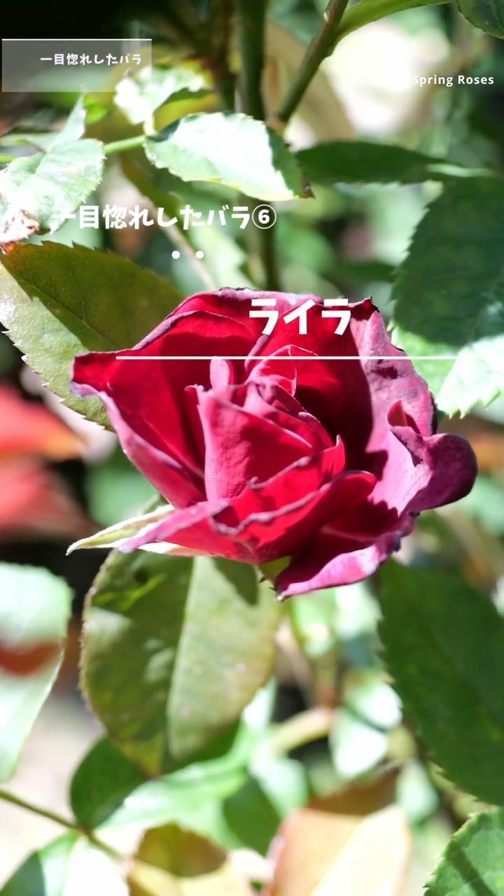 Lyra: 12 Rose Varieties I Fell in Love With at First Sight (June