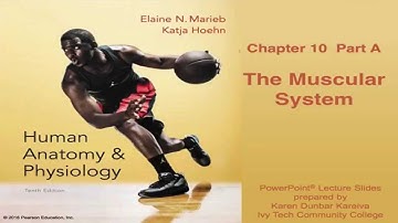 Anatomy and Physiology Chapter 10 Part A Lecture: The Muscular System