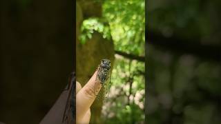 Such a cute cicadas #viral #nature #youtubeshorts #trending #shorts #fyp #cute #animals #love