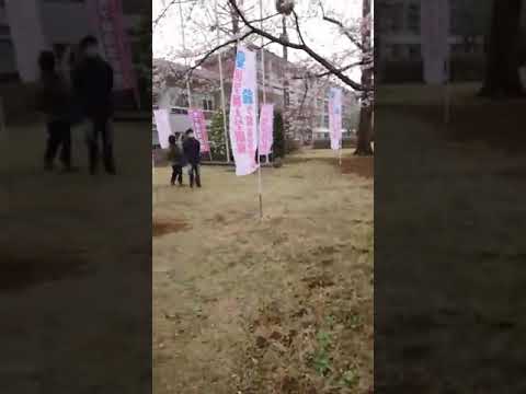 愛龍さくらまつり