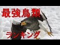 【鳥類最強ランキング】 最強の猛禽類BEST10