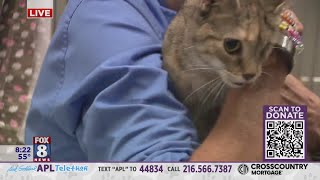 Help the four foots! 11th annual Dick Goddard APL telethon