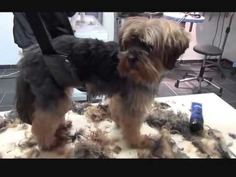 Yorkshire Terrier, le toilettage canin 11,une coupe Yorkshire Terrier, le toilettage canin 11,une coupe