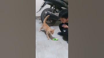 con mèo của người phụ nữ này đã biến mất