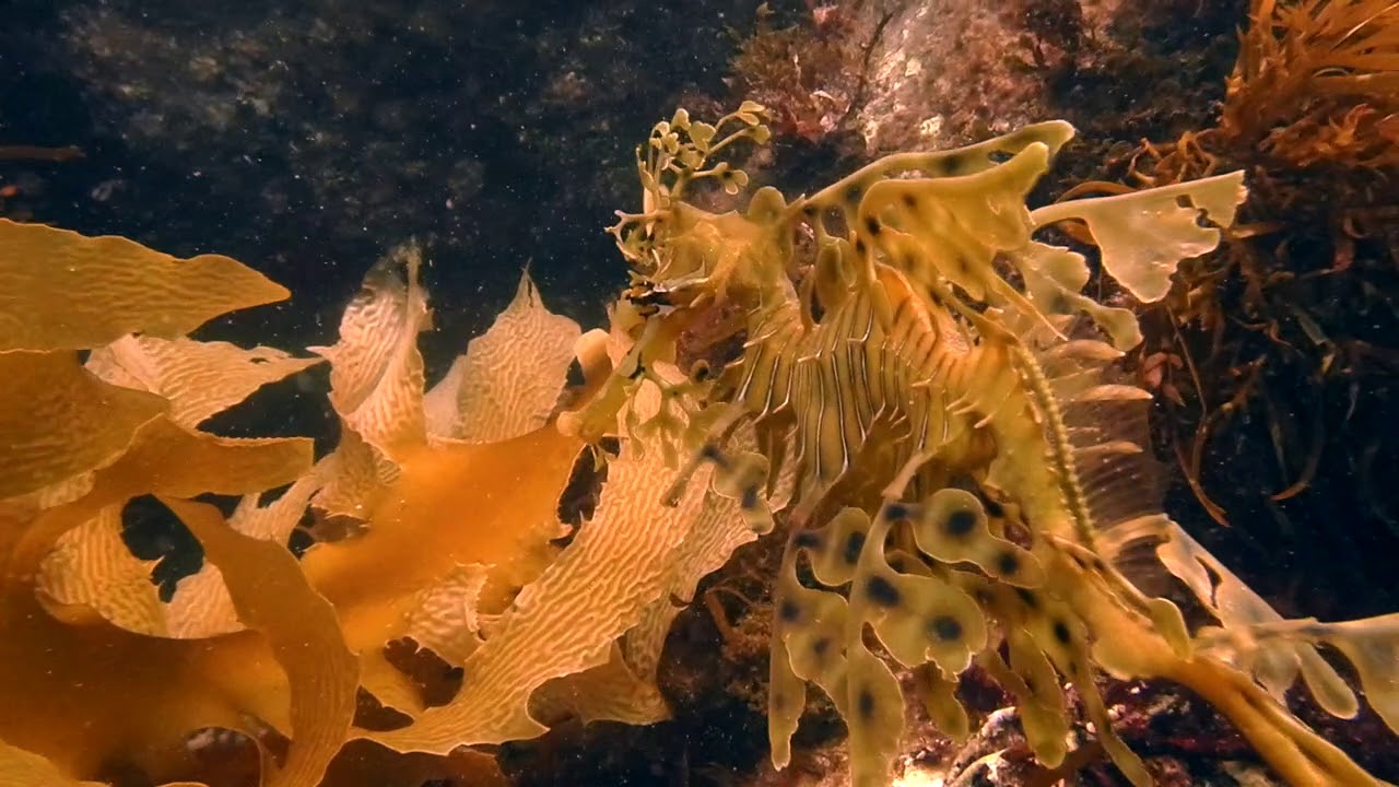 DiveVolk Seatouch Pro is Amazing - GRL - Leafy Sea Dragons
