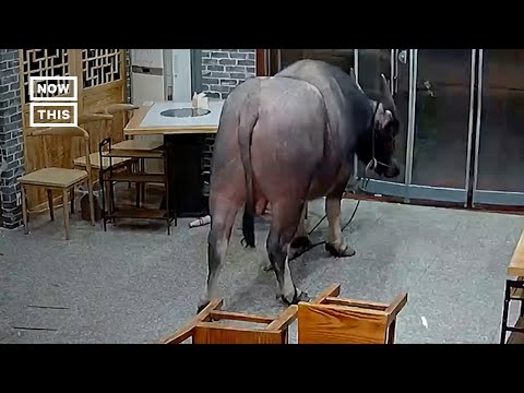 Runaway Buffalo Plows into Restaurant #Shorts