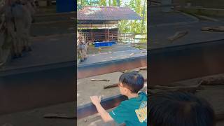 Godain keledai di kebun binatang #anaklucu #dailyshorts #shorts #video #viral #trending #comedy #fyp
