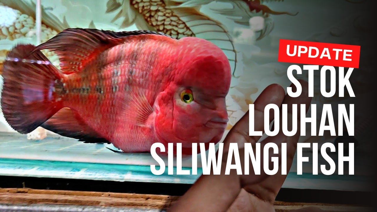 UPDATE STOK LOUHAN DI SILIWANGI FISH DI PASAR IKAN HIAS JATINEGARA